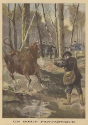 Shooting of an Escaped Bull